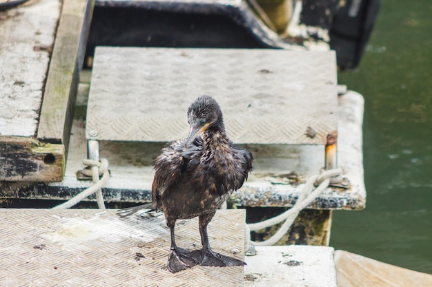 ブラジルのリオデジャネイロで鵜として知られる鳥