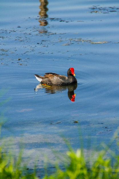 Птица, известная как Moorhen в лагуне Родриго де Фрейтас в Рио-де-Жанейро.