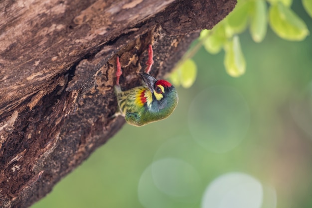 Bird (Kopersmid barbet, Crimson-breasted barbet, Kopersmid, Megalaima haemacephala)