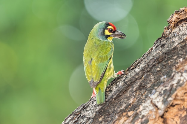 Bird (Kopersmid barbet, Crimson-breasted barbet, Kopersmid, Megalaima haemacephala)