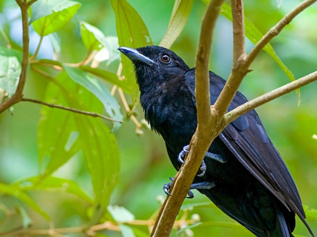 Photo bird koyal purplethroated fruitcrow in tree haircrested drongo is an asian bird wildlife photography