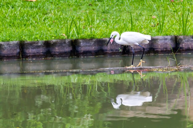 Bird in a lake