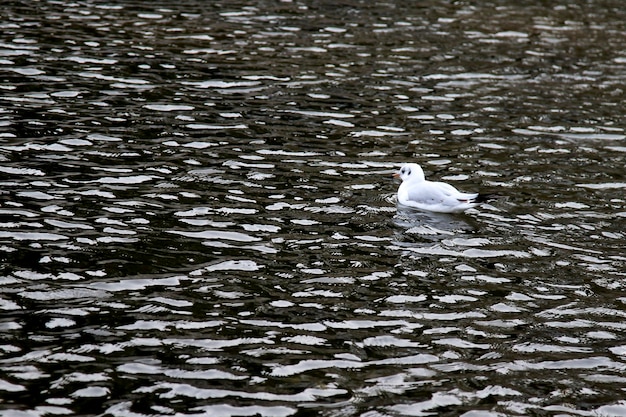 Photo bird on lake