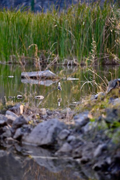 Photo bird in a lake