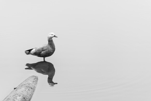 Photo bird in lake