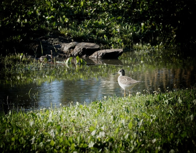 Foto uccelli nel lago