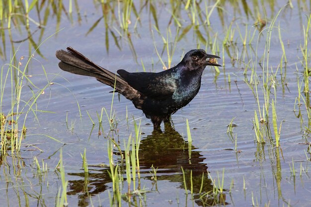 湖の上の鳥