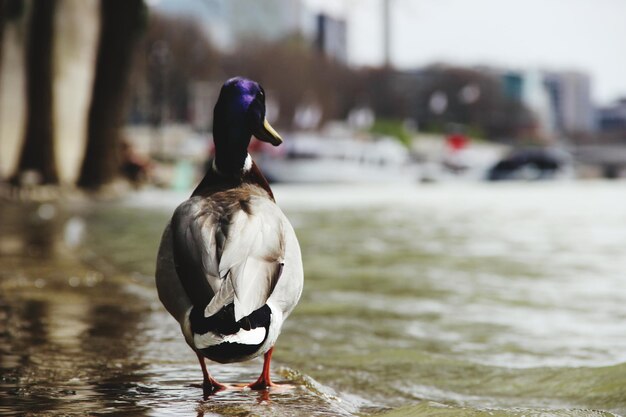 Photo bird in a lake