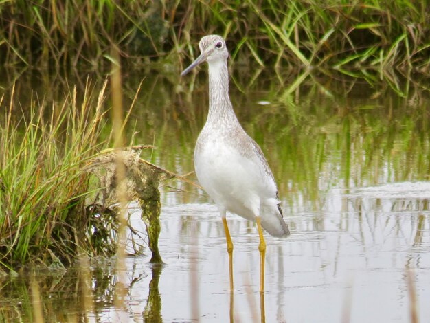 Bird in a lake