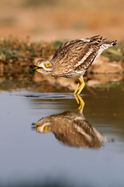 湖の中の鳥