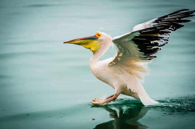 湖の上の鳥