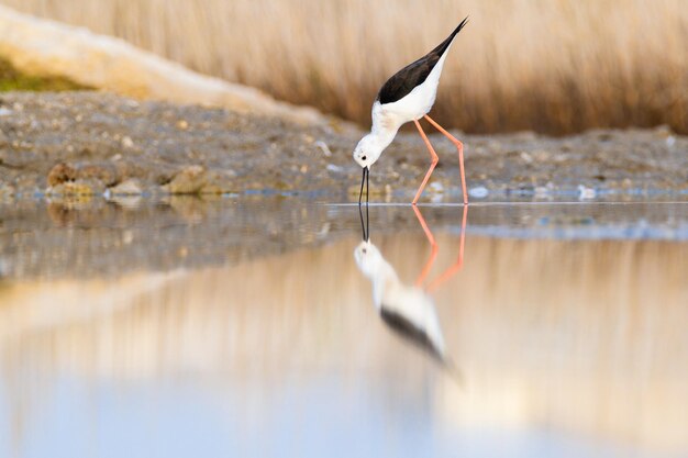 Photo bird on a lake