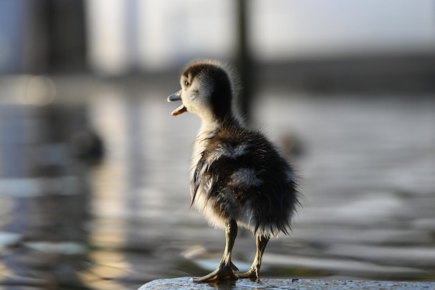 湖の中の鳥