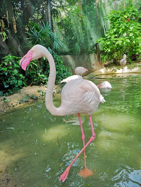 Bird in a lake