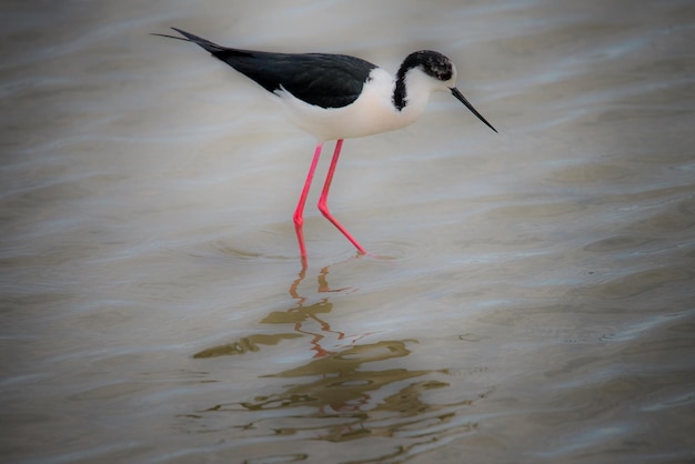 Foto un uccello in un lago