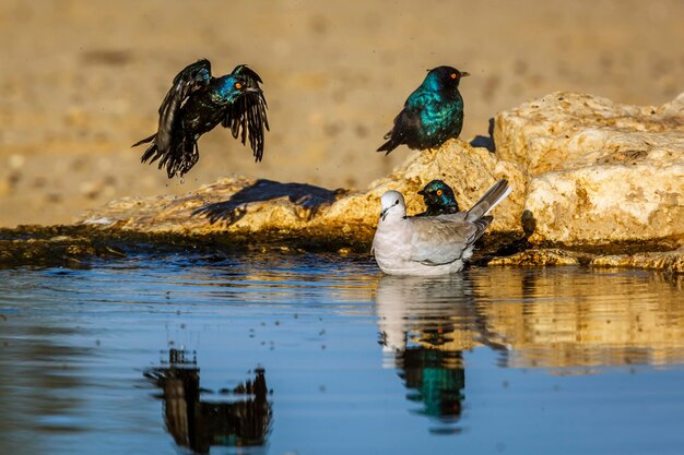 Foto uccelli nel lago