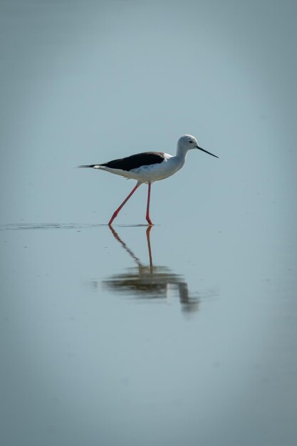 Photo bird in a lake