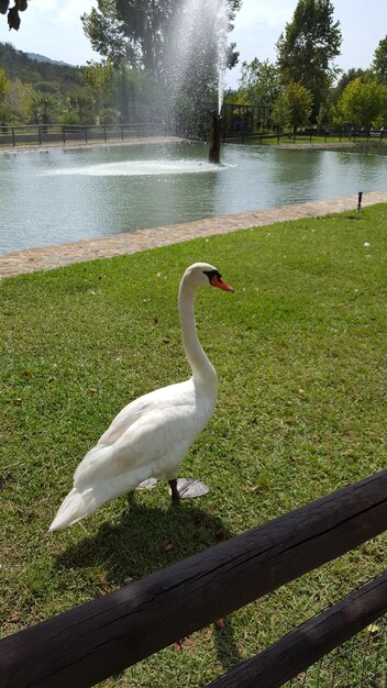 Bird in a lake