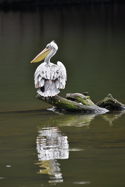 湖の上の鳥