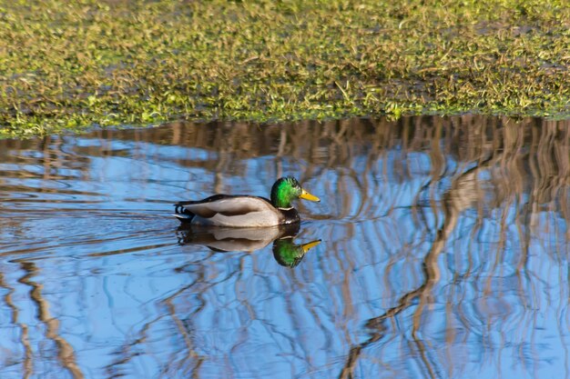 Photo bird in lake