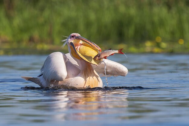 Foto uccello nel lago