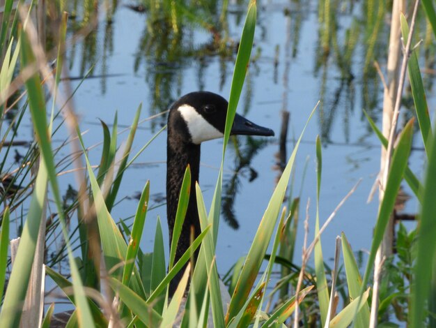 Photo bird in lake