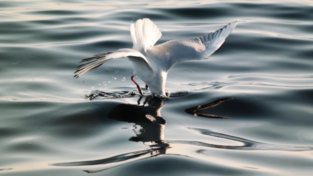 Foto uccello sul lago