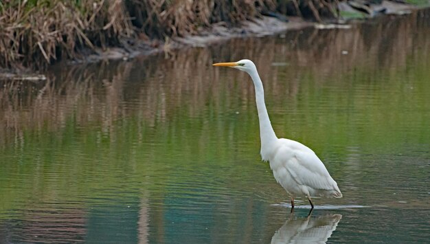 Bird in a lake