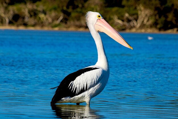 Bird in lake