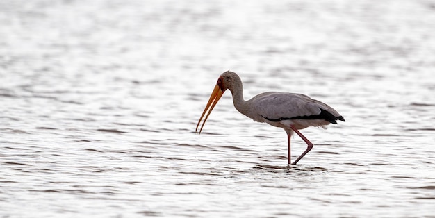 Bird in lake