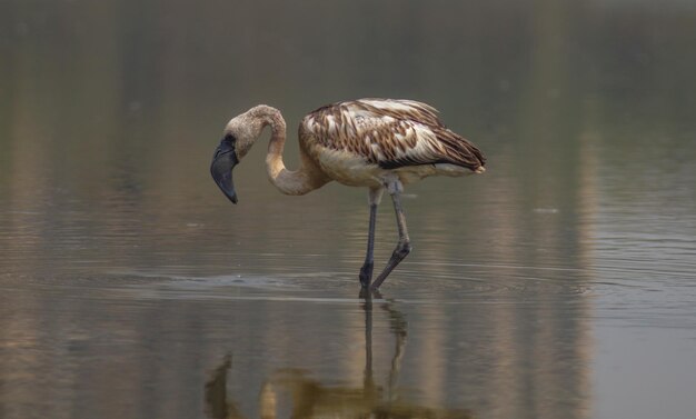 Foto un uccello in un lago