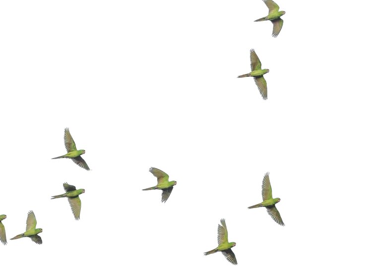 Photo bird little stock overlay flying toward spread its wings and feathers on white