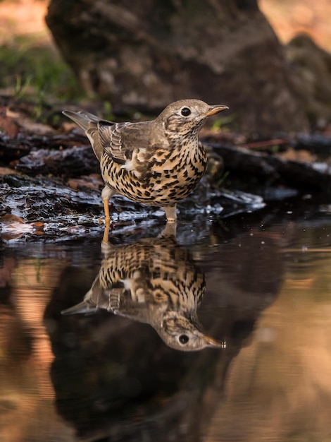 Foto un uccello che guarda via appollaiato nel lago