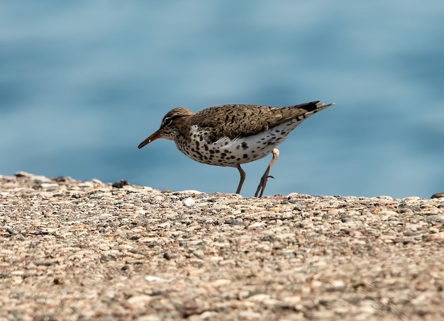 写真 種子を探す鳥