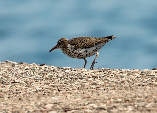 Photo bird looking for seeds