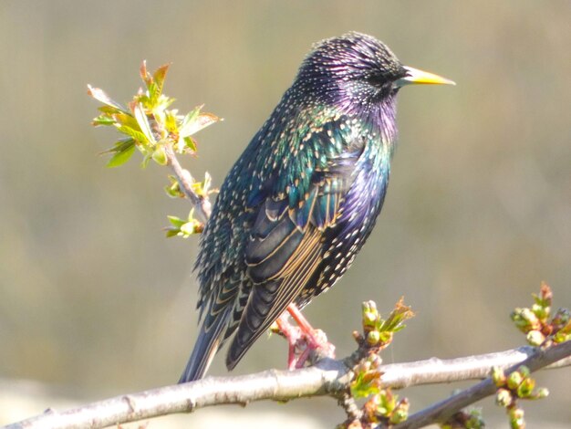 写真 鳥のメロディー