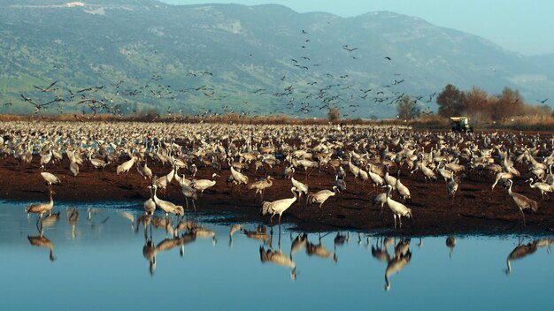 Foto spettacolo di migrazione degli uccelli al parco del lago hula israele