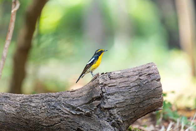 Bird narcissus flycatcher op boom in de natuur wild