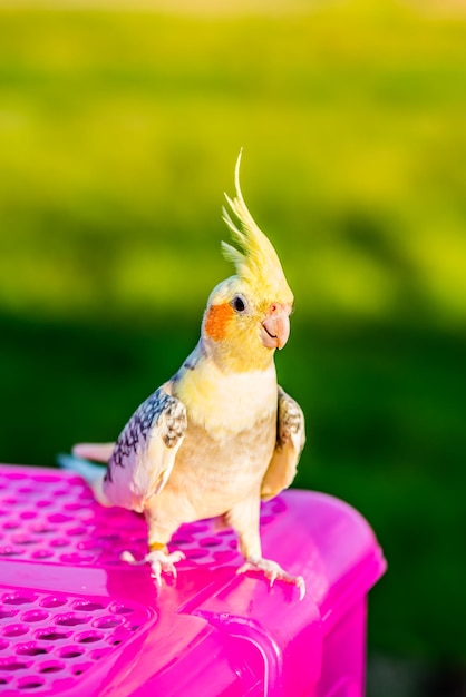 夕方の自然公園で鳥