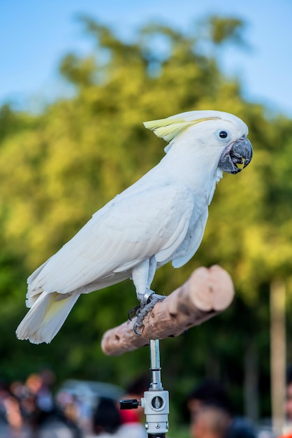 Bird at the natural park in the evening