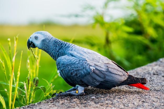 夕方の自然公園で鳥