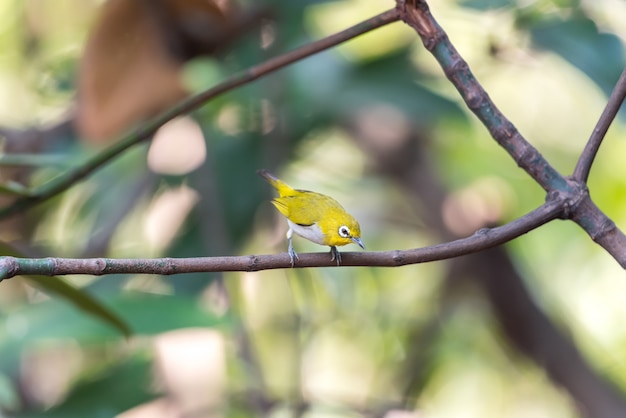 Bird in the nature wild