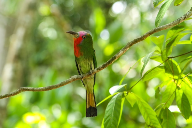 Uccello in natura