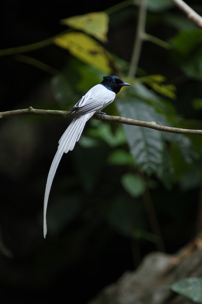 Bird in nature