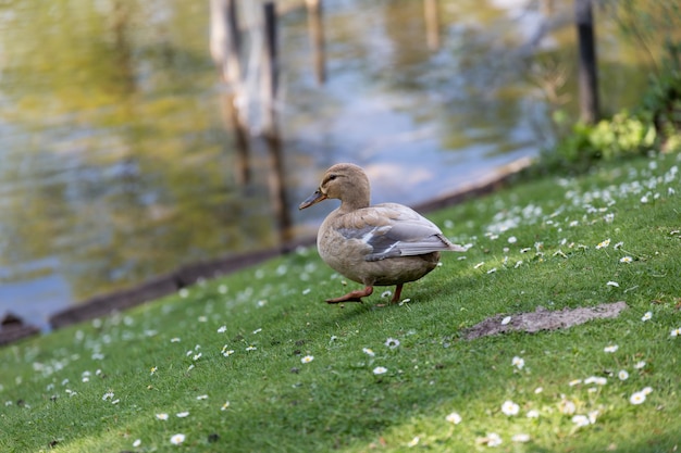 Photo bird near to the water