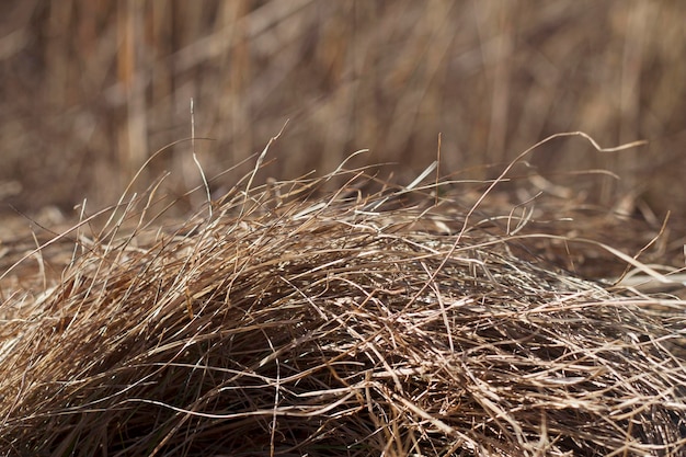 bird nest in dry grass at spring time