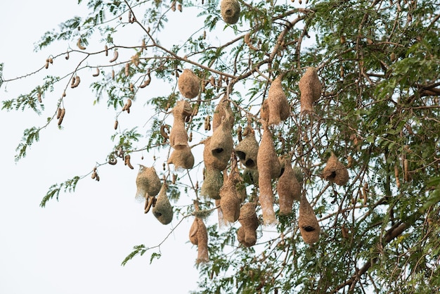 Bird nest home for animal