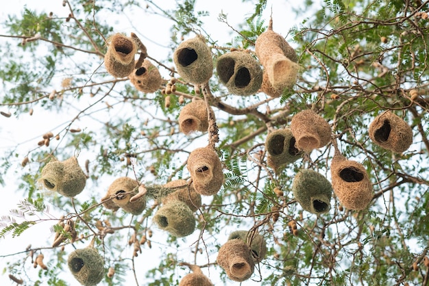 Bird nest home for animalxA