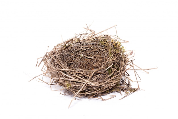 Photo bird nest, isolate, wild nest of a little bird