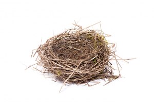 Bird nest, isolate, wild nest of a little bird